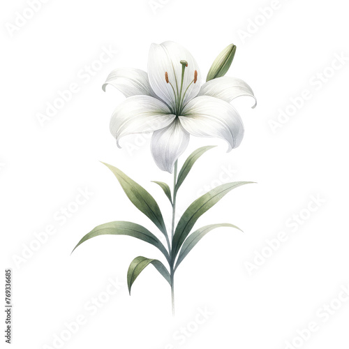 Watercolor lily clipart with elegant white petals and green stems. watercolor illustration,  Floral bouquets. Hand drawn clipart for wedding invitations, birthday stationery, greeting cards, scrapbook