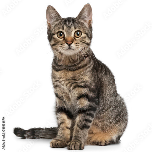 European short haired cat on transparency background PNG  © Sim
