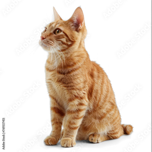 Cute ginger cat on transparency background PNG
