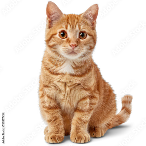 Cute ginger cat on transparency background PNG 