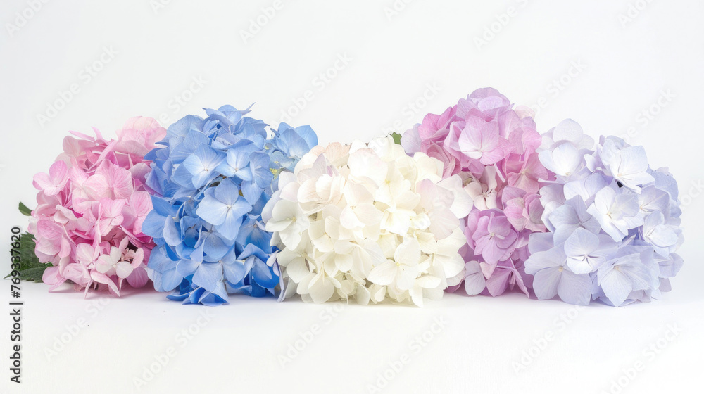 Isolated hydrangea blooms in white, blue, pink, purple, or two-tone colors