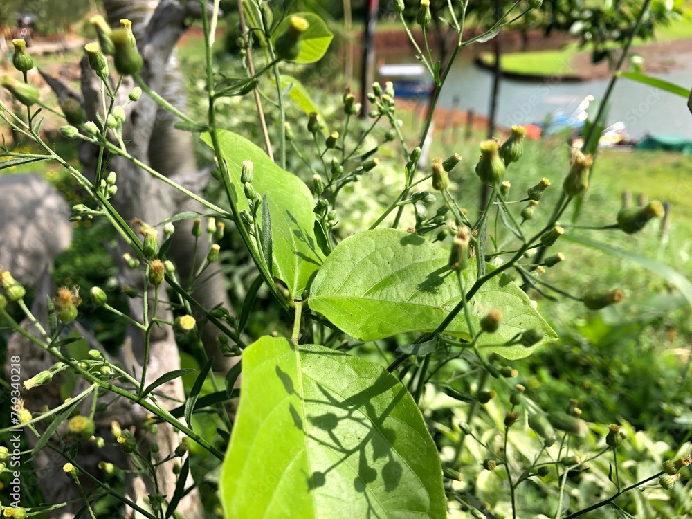 Fototapeta premium beans in the garden