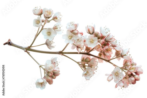 A branch of a tree with white flowers
