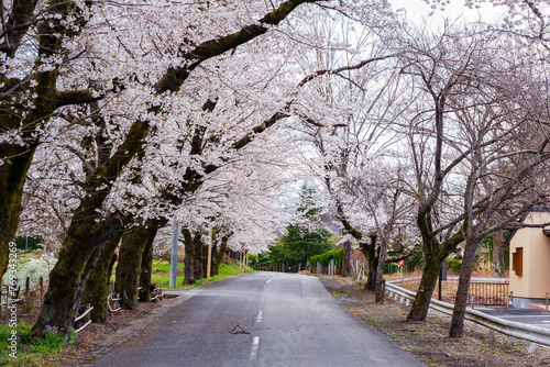 日本の風景・春 さくら名所100選 埼玉 長瀞の桜 