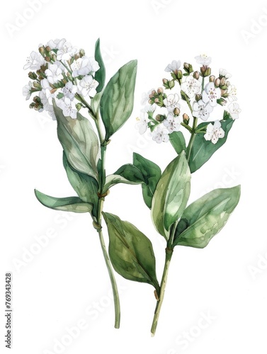 Two white flowers with green leaves