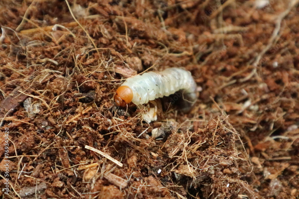 土の中で動くコガネムシの幼虫 2 土の中で動くコガネムシの幼虫 2