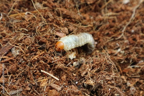 土の中で動くコガネムシの幼虫　2