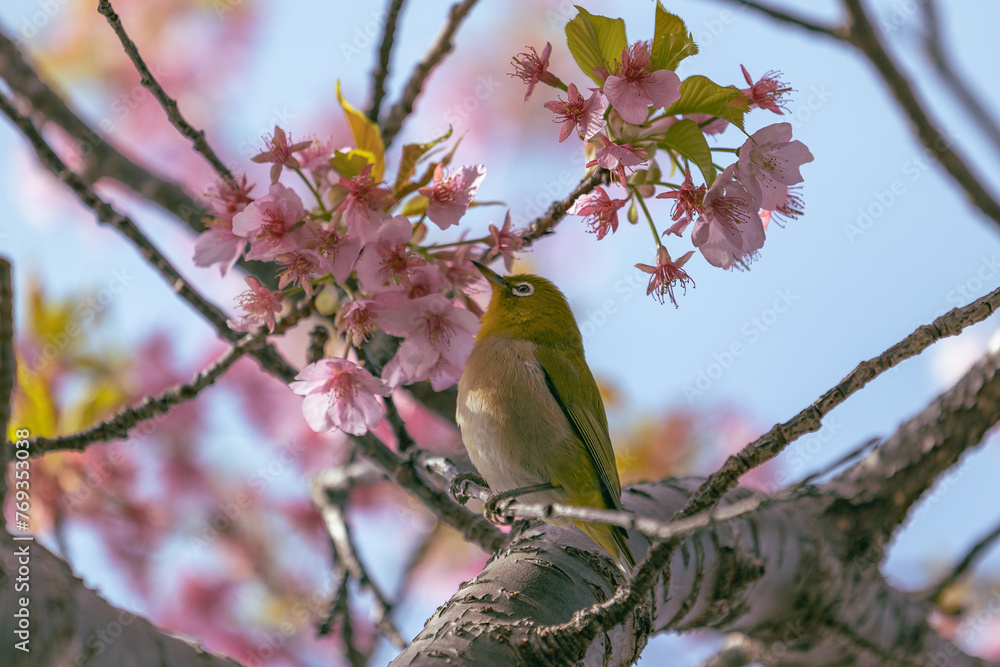 The Japanese White eye.The background is winter cherry blossoms. Located in Tokyo Prefecture Japan. The Japanese White eye.The background is winter cherry blossoms. Located in Tokyo Prefecture Japan.