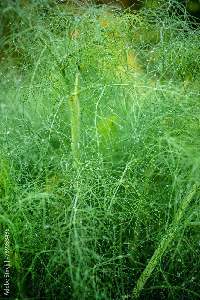 fresh fennel in the garden fresh fennel in the garden