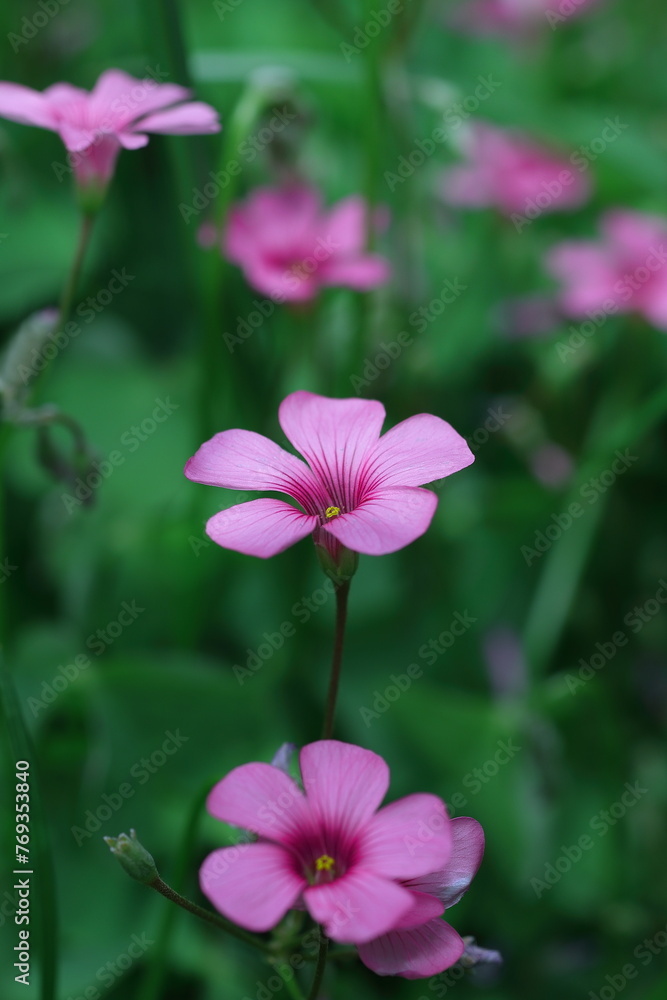 Fototapeta premium メルヘンチックなイモカタバミ