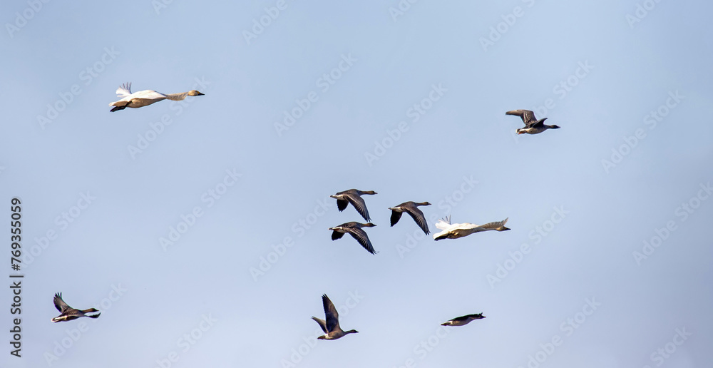 Mixed pack of Bean goose (Anser fabalis) and whooper swan (Cygnus cygnus) over winter fields and forests during wintering in Europe Mixed pack of Bean goose (Anser fabalis) and whooper swan (Cygnus cygnus) over winter fields and forests during wintering in Europe