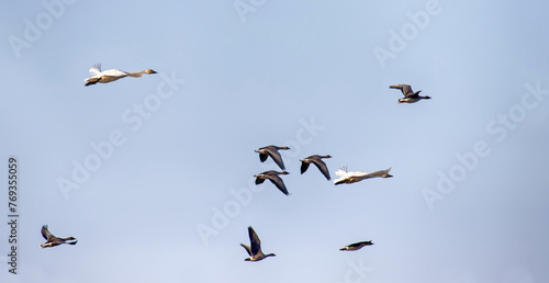 Mixed pack of Bean goose  Anser fabalis  and whooper swan  Cygnus cygnus  over winter fields and forests during wintering in Europe