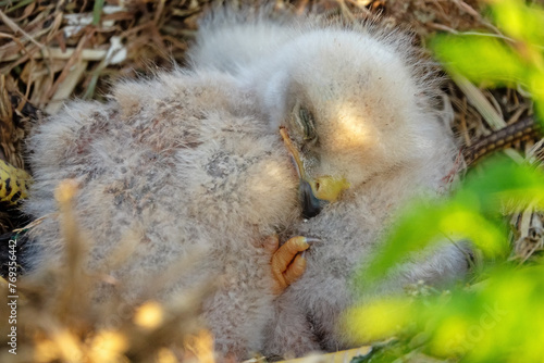 Long-legged buzzard (Buteo rufinus) nestlings are 5 days old, elder's eyes are open. White chicks in the first downy plumage, they don 't hold heads well, sleep a lot. Crimea, Kerch Peninsula. Series