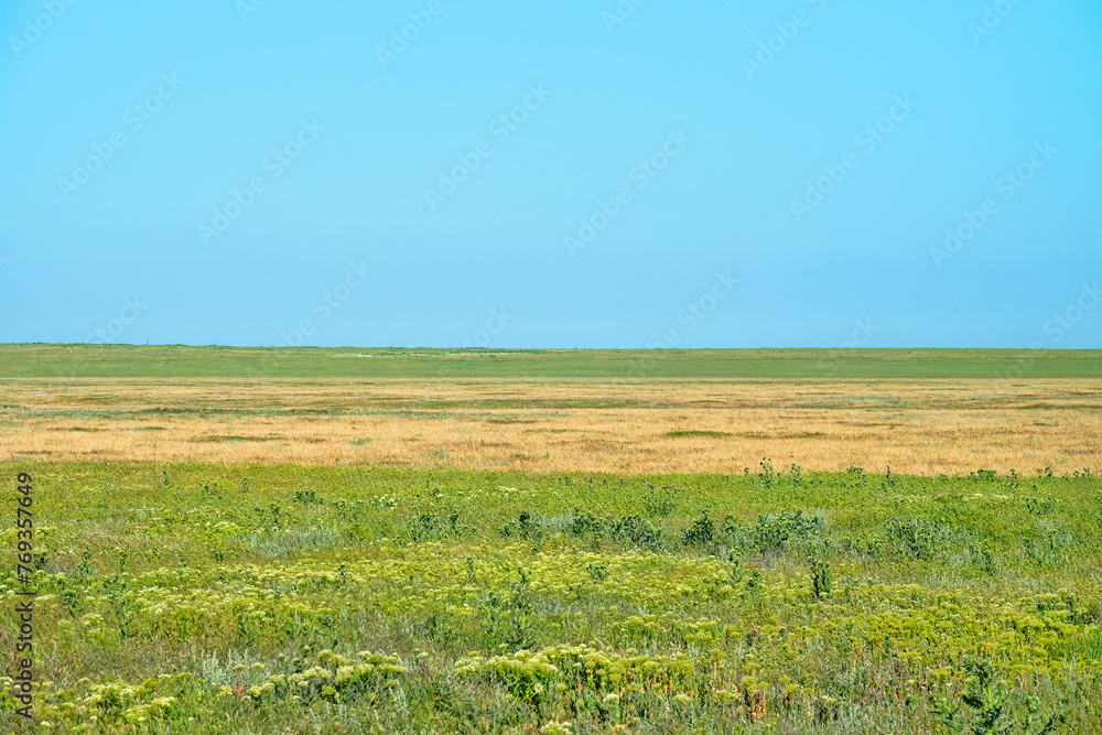 Secondary steppes - smooth brome (Bromus), wheat grass, Agropyrum, Agropyron). Ruderal vegetation in foreground (thistle, pepper wort). Crimea