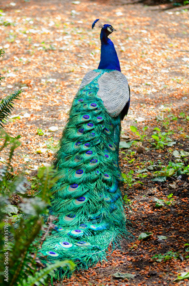 Obraz premium Peacock walking in the park