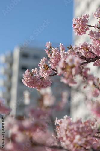 Close up Kawazu Sakura cherry trees in full bloom during sunset former Nakagawa, Tokyo Japan