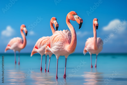 Flamboyant flamingo standing in the ocean waters under a bright blue sky with fluffy clouds