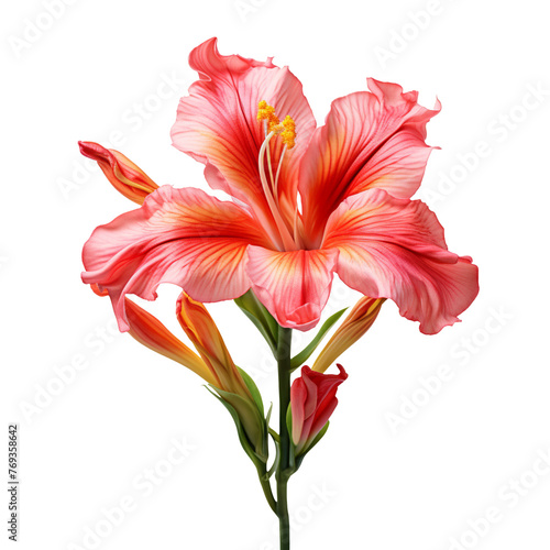 Canna Lily flower isolated on transparent background