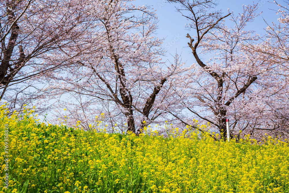 日本の風景　春の埼玉県北本市　城ヶ谷堤
