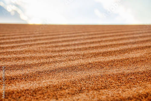 Red deserts of the southeastern part of the Arabian Peninsula. Eolian processes. Ripple marks (straight ripple) and metaripples of sand (barkhan) in January photo