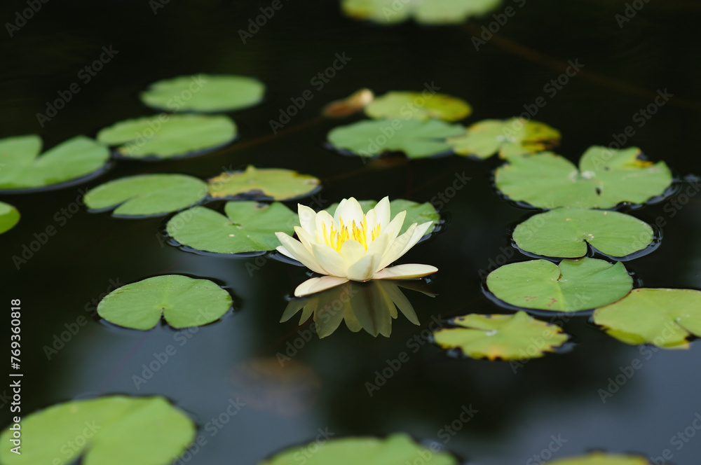 A White Water Lily and Lily Pads A White Water Lily and Lily Pads