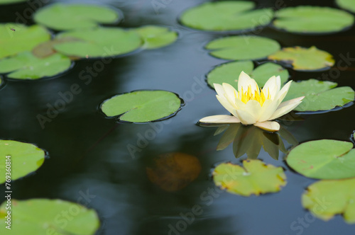 A White Water Lily and Lily Pads