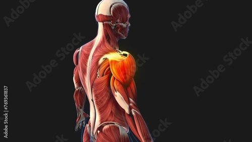 Shoulder muscle pain and injury medical animation photo