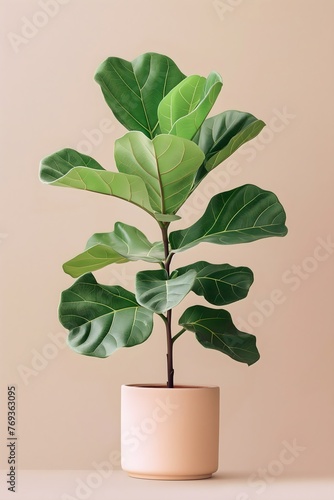  Modern botanical print of Fiddle-leaf Fig plant, boho, print, graphic style print, plant in a light pot, plant lover, basic background