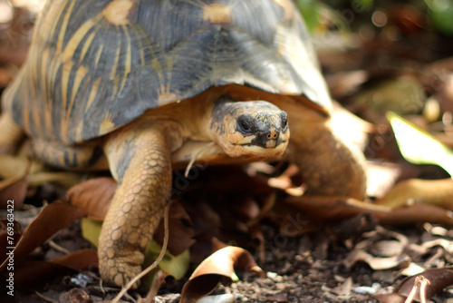 Portrait of radiated tortoise,The radiated tortoise eating flower ,Tortoise sunbathe on ground with his protective shell ,cute animal ,Astrochelys radiata ,The radiatedtortoise from Madagascar 