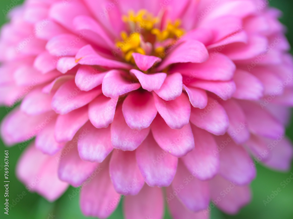 close-up of pink zinnia flower. close-up of pink zinnia flower.