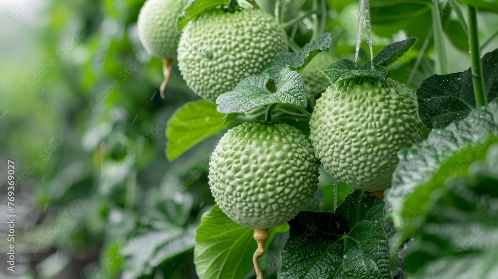 Hornbill Honeydew, organic vegetables, green vegetables, organic food Hornbill Honeydew, organic vegetables, green vegetables, organic food