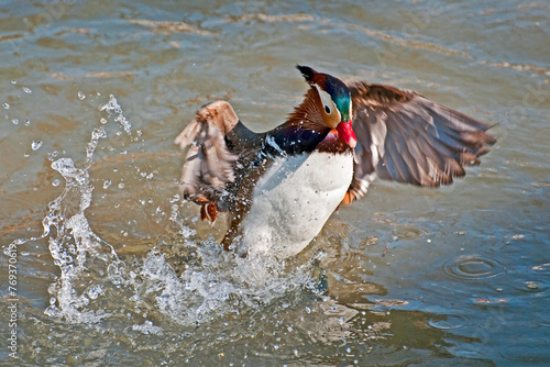 Canard mandarin secouant ses ailes photo