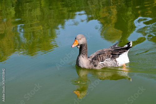 Oie et son reflet