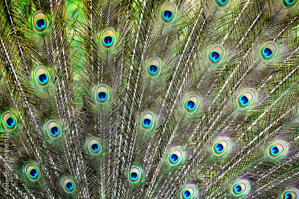 Obraz premium Peacock feathers show
