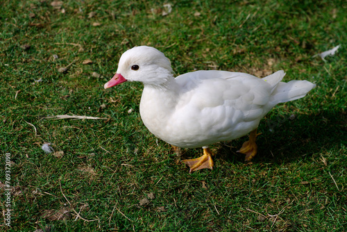 Wallpaper Mural Le caneton Torontodigital.ca