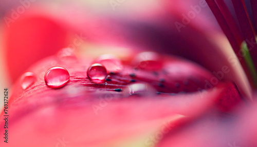 Water drops, leaf and plant in nature, environment or outdoor on a background in summer. Flower petal, droplet or liquid with morning dew, abstract texture or color closeup on mockup space for growth
