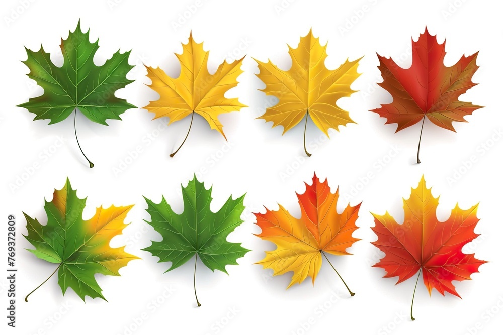 Fototapeta premium autumn leaves