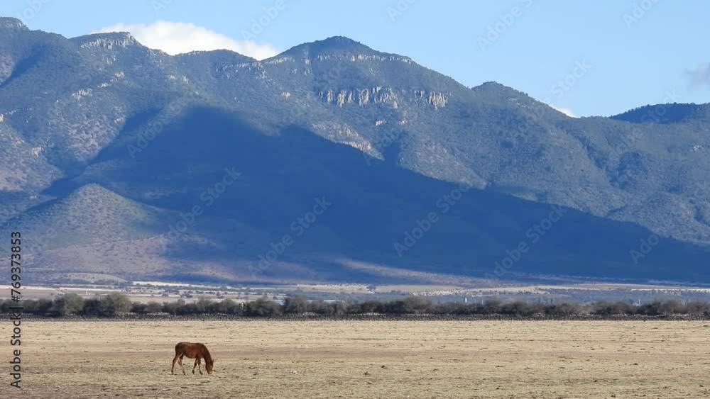 Tranquil scene: Serene horse grazing against a backdrop of majestic mountain with cloud shadows in this captivating stock footage. Tranquil scene: Serene horse grazing against a backdrop of majestic mountain with cloud shadows in this captivating stock footage.