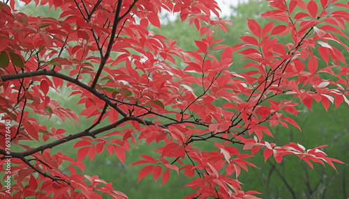 Branch of a tree with red and green leaves on a red or pink background colorful background © Fukurou