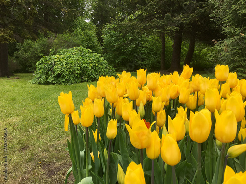 Flowerbed with yellow tulips in the park