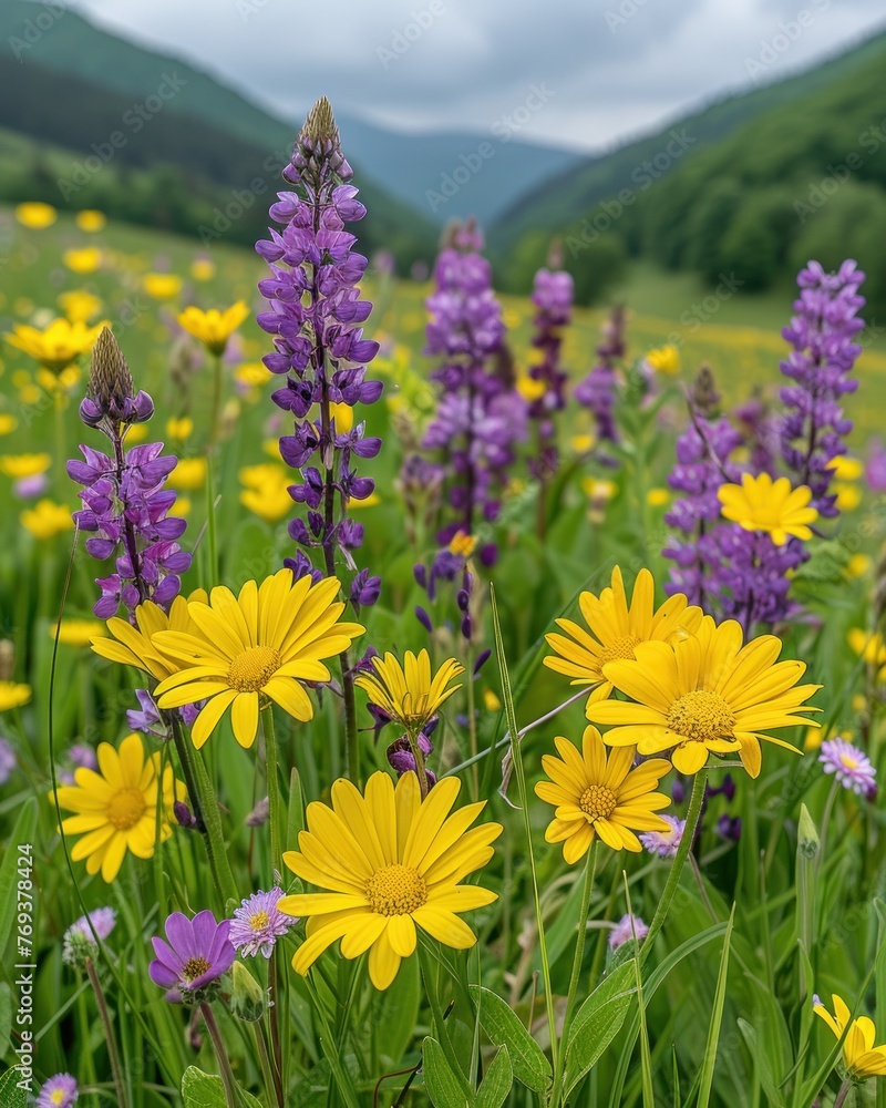 Obraz premium Field covered in purple and yellow flowers