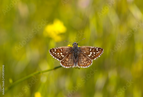 Yellow Banded Hoppy butterfly - Pyrgus sidae
