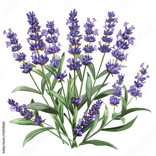 Lavender Clipart isolated on white background