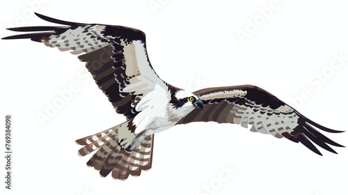 Drawn isolated attacking osprey Flat vector  photo