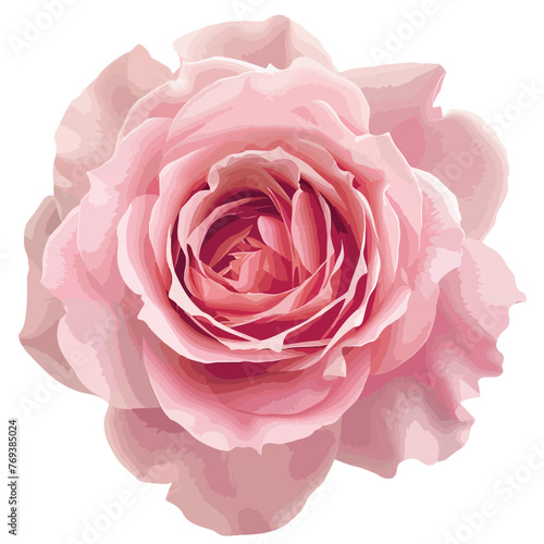 Pink Rose Clipart isolated on white background
