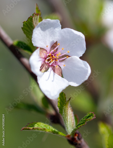 Flowers on a cherry tree in spring. Close-up © schankz