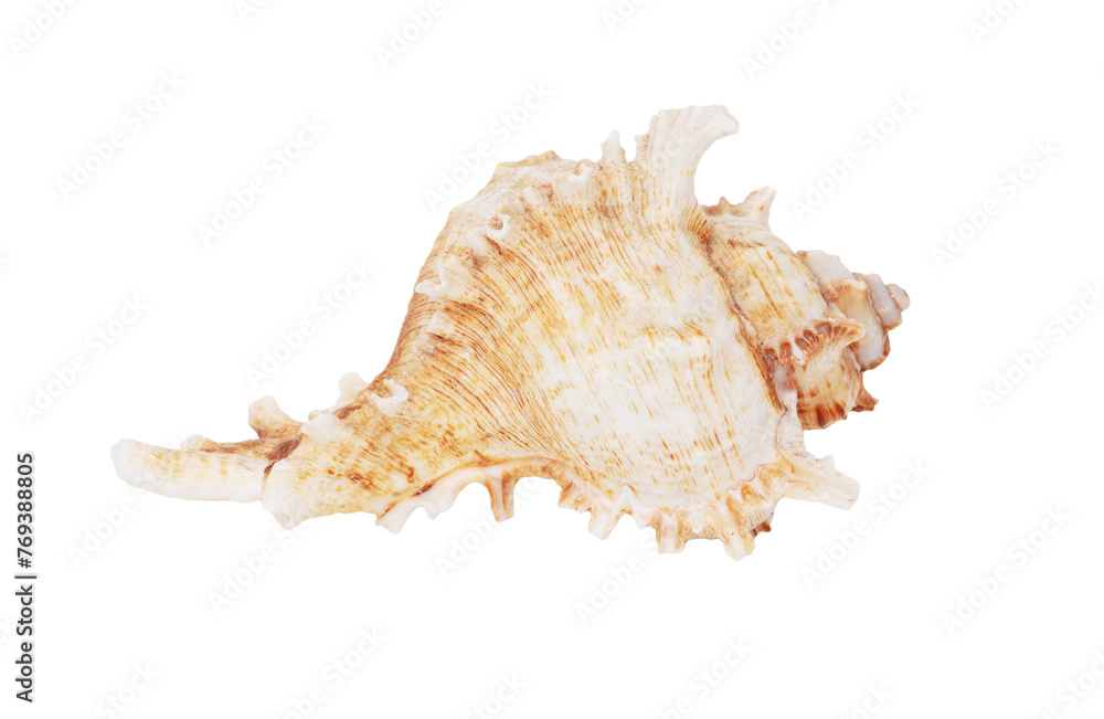 Sea shell isolated on white background. Close-up Sea shell isolated on white background. Close-up