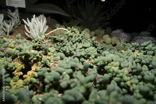 Sedum dasyphyllum is a low-growing, mat-forming succulent with small, rounded leaves. |姬星美人 photo