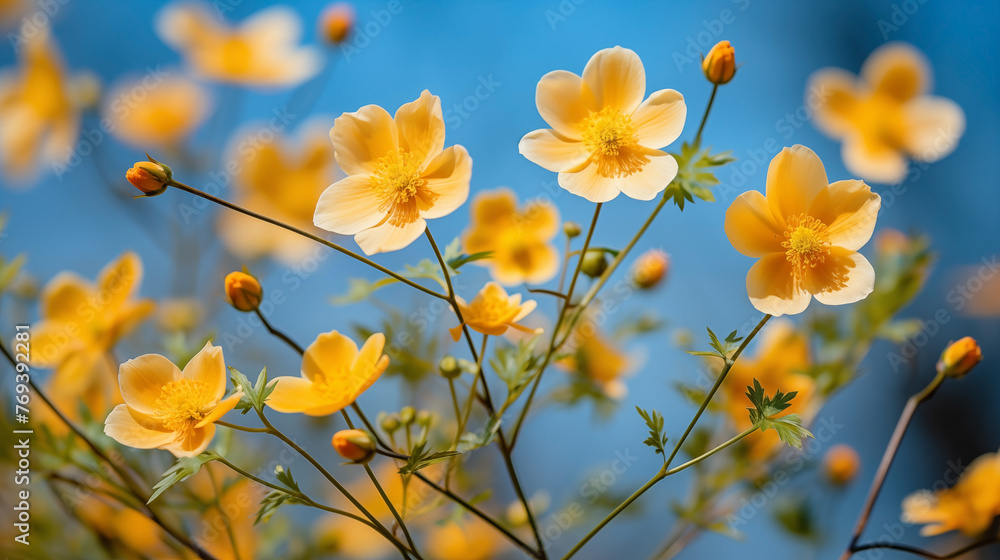 Vivid yellow blossoms reaching skyward against a clear blue backdrop
