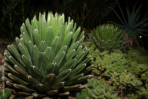 Queen Victoria Agave forms tight, compact rosettes of stiff, triangular leaves with sharp, toothed edges. The leaves are typically dark green in color|厚葉龍舌蘭